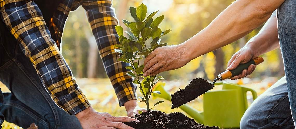 Two men plant a tree.