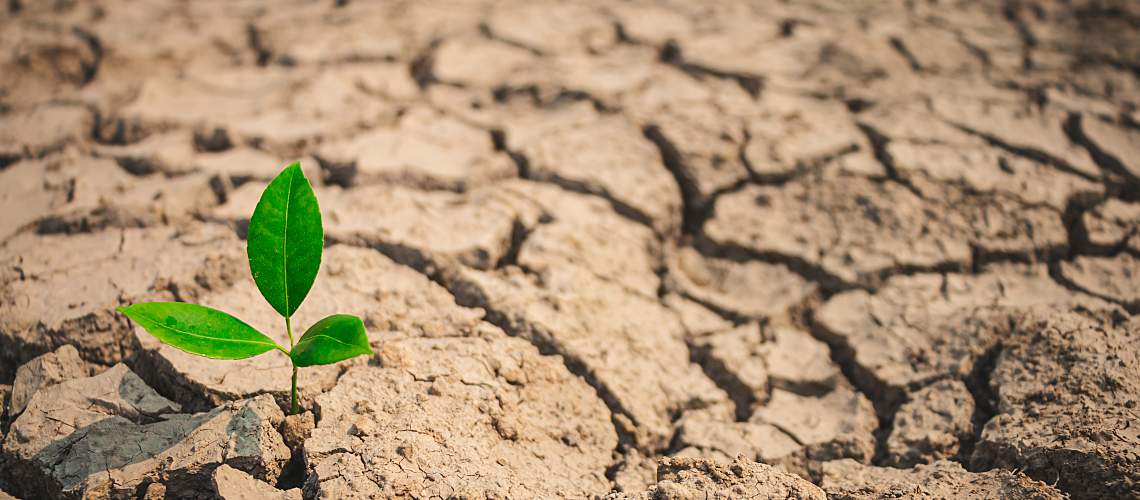 Plant growth in the desert.