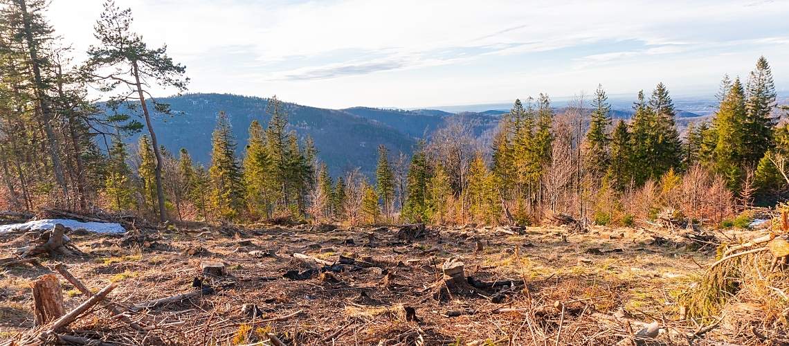 A forest with a clear-cut section.