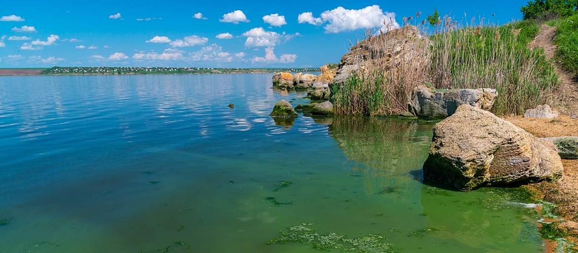 Algal bloom in an estuary.