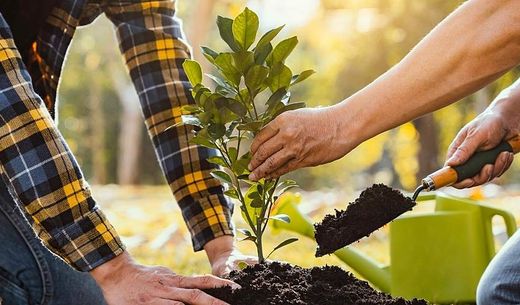 Two men plant a tree.