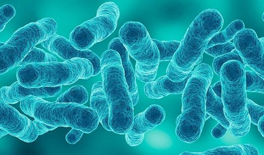 Microscopic magnification of Legionella pneumophila.