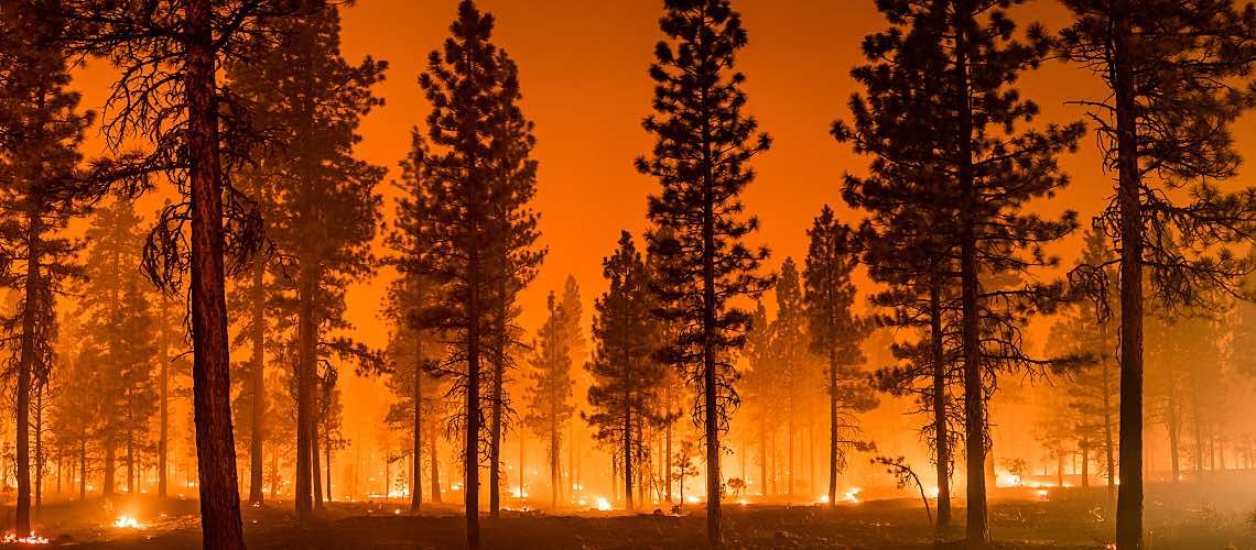 A group of pine trees stands against an orange sky full of smoke and flames from a wildfire.