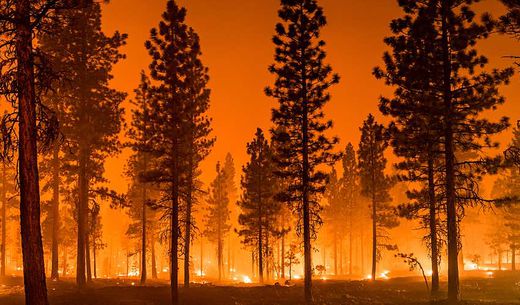 A group of pine trees stands against an orange sky full of smoke and flames from a wildfire.