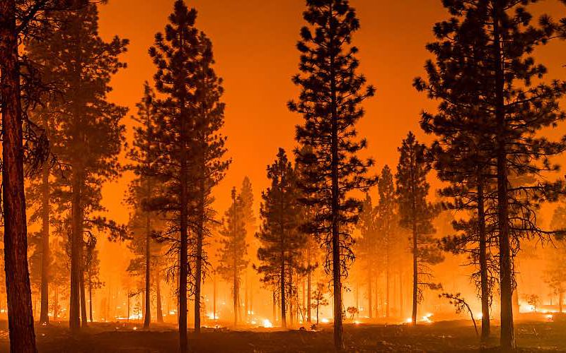 A group of pine trees stands against an orange sky full of smoke and flames from a wildfire.