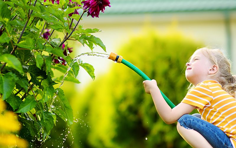 Little blond girl in backyard watering a bush.