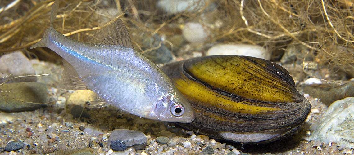 A fish swimming near a mussel underwater.