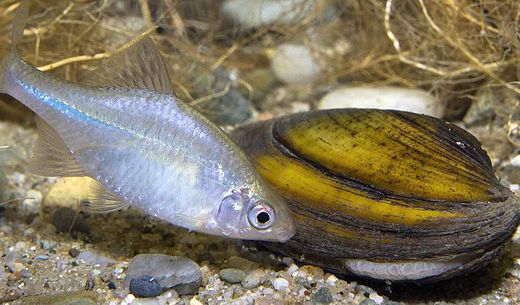 A fish swimming near a mussel underwater.