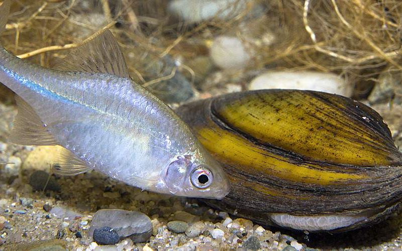 A fish swimming near a mussel underwater.