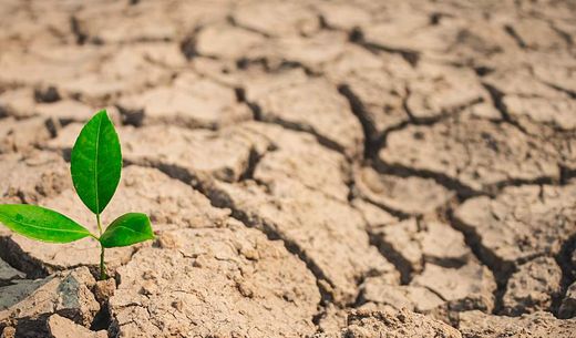 Plant growth in the desert.