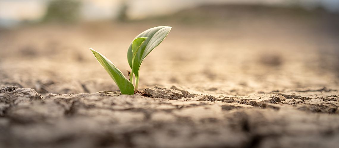 A small green leaf grows out of dry, cracked land in drought conditions.