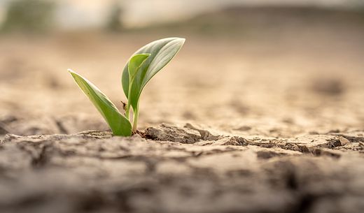 A small green leaf grows out of dry, cracked land in drought conditions.