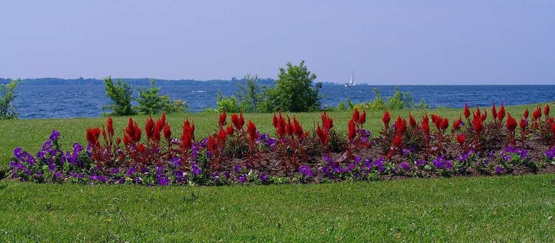 View of Ontario Lake from the shore with purple and red flowers in the foreground