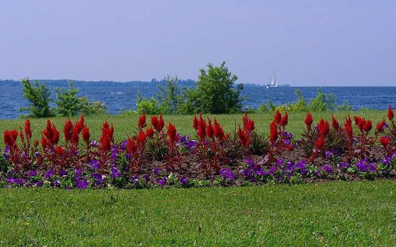 View of Ontario Lake from the shore with purple and red flowers in the foreground