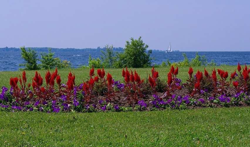 View of Ontario Lake from the shore with purple and red flowers in the foreground