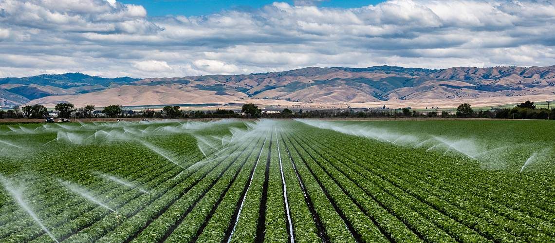 A field irrigation sprinkler system waters rows of lettuce crops.