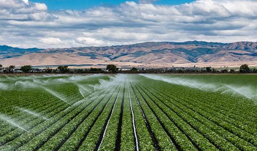 A field irrigation sprinkler system waters rows of lettuce crops.