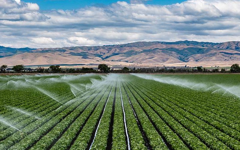 A field irrigation sprinkler system waters rows of lettuce crops.