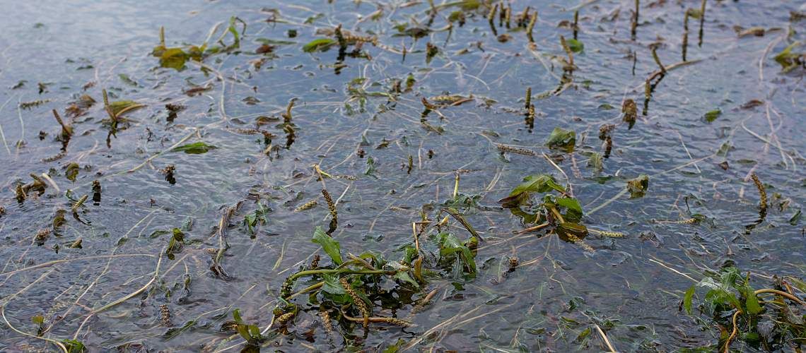 Lake water filled with invasive plants.