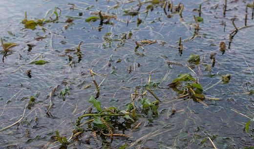 Lake water filled with invasive plants.