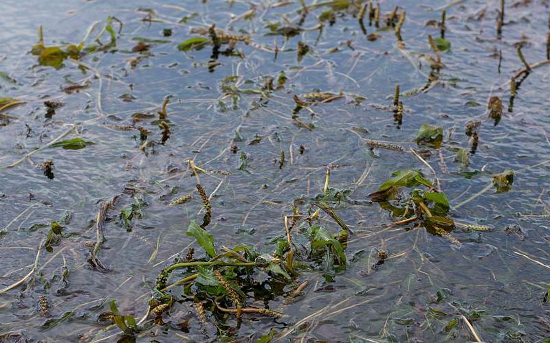 Lake water filled with invasive plants.