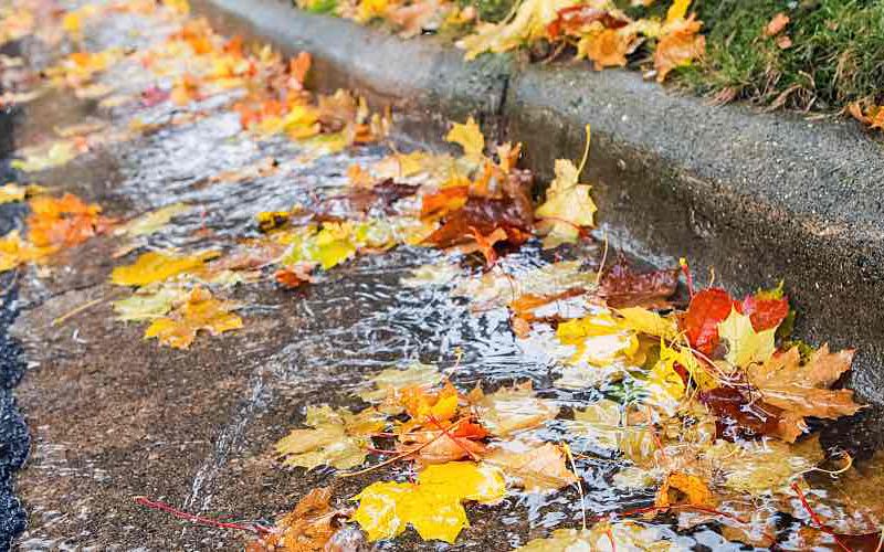 Colorful fall leaves fill stormwater drains at a curb in a street.