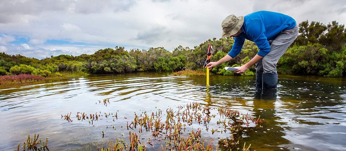 A scientist measures water depth in a coastal wetland.