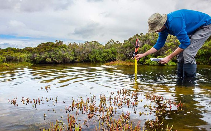 A scientist measures water depth in a coastal wetland.