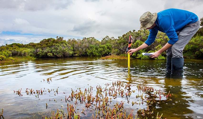 A scientist measures water depth in a coastal wetland.