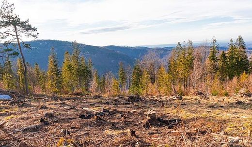 A forest with a clear-cut section.