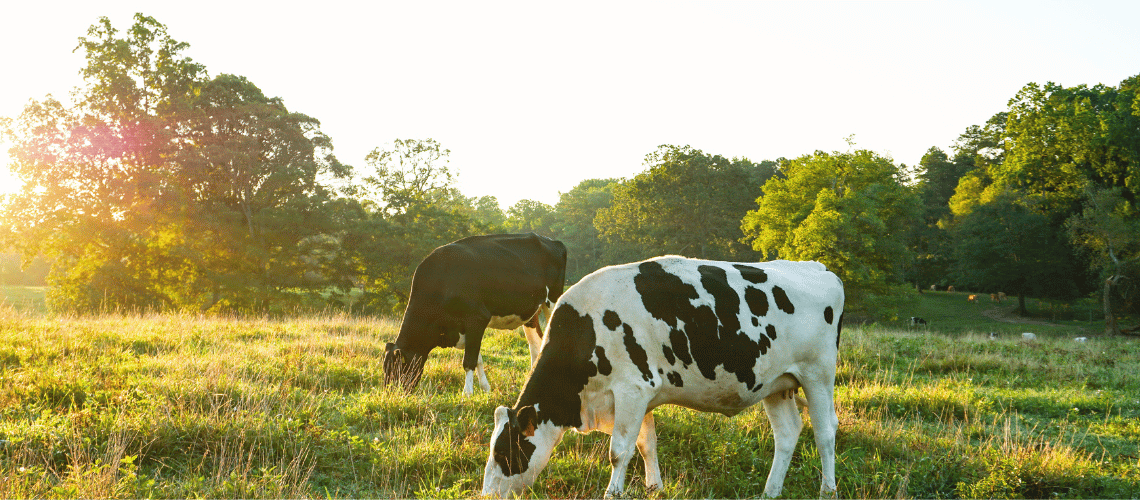 Cows grazing in a field.