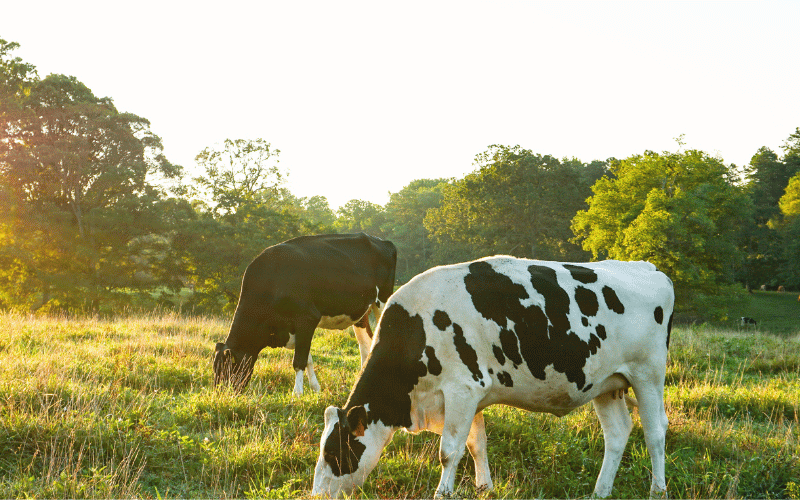 Cows grazing in a field.