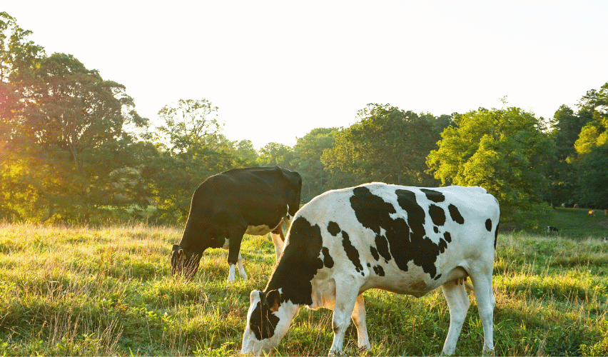 Cows grazing in a field.