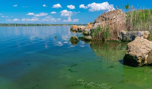 Algal bloom in an estuary.