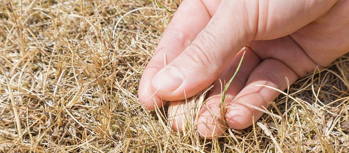 Man's hand showing dried grass without rain.