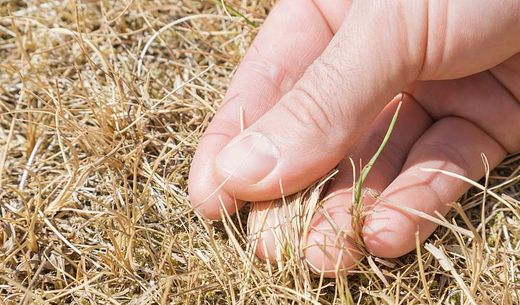 Man's hand showing dried grass without rain.