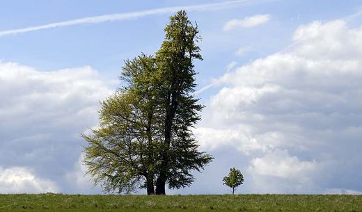 Two different sized trees representing different generations.