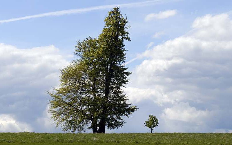 Two different sized trees representing different generations.