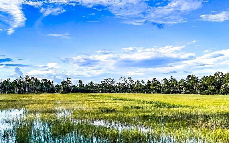 Water stands in grasses at the front of a marsh