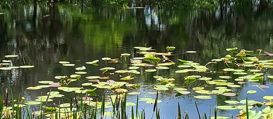 A constructed wetland nature-based water system.