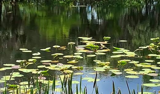 A constructed wetland nature-based water system.