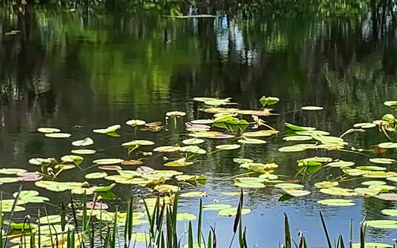 A constructed wetland nature-based water system.