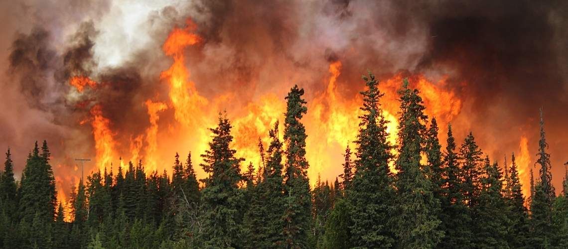 A wildfire in a forest.