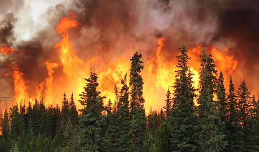 A wildfire in a forest.
