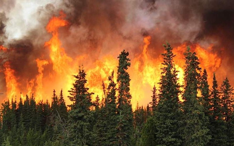 A wildfire in a forest.